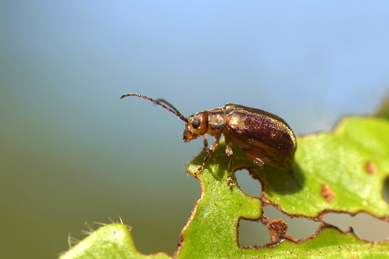 Viburnum beetle on a leaf