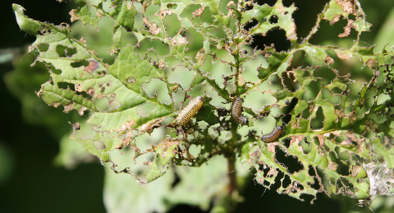 Damaged viburnum leaves