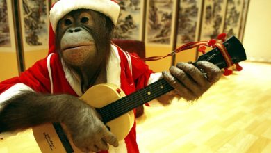 Photo of Лучшие юмористические моменты