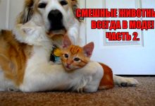 Photo of Прикольные видеоподборки смеха