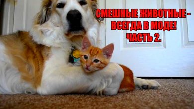 Photo of Прикольные видеоподборки смеха