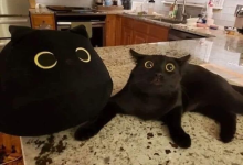 Photo of Видео, которые заставят вас улыбнуться
