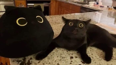 Photo of Видео, которые заставят вас улыбнуться