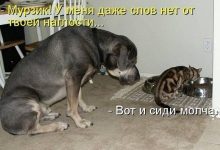 Photo of Приколы с котами и собаками