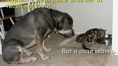 Photo of Приколы с котами и собаками