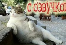 Photo of Забавные ролики с участием животных