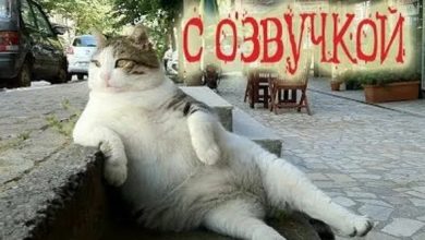 Photo of Забавные ролики с участием животных